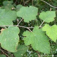 Rubus fairholmianus Gardner